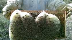 &Nu;έ&omicron; &pi;&rho;ό&gamma;&rho;&alpha;&mu;&mu;&alpha; &kappa;&alpha;&tau;ά&rho;&tau;&iota;&sigma;&eta;&sigmaf; &sigma;&tau;&eta; &mu;&epsilon;&lambda;&iota;&sigma;&sigma;&omicron;&kappa;&omicron;&mu;ί&alpha; - &Sigma;&upsilon;&nu;&epsilon;&rho;&gamma;&alpha;&sigma;ί&alpha; &tau;&eta;&sigmaf; &Delta;&Upsilon;&Pi;&Alpha; &mu;&epsilon; &tau;&omicron; &Kappa;&Epsilon;&Theta;&Epsilon;&Alpha; Ή&pi;&epsilon;&iota;&rho;&omicron;&sigmaf;