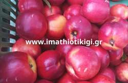 &Upsilon;&pi;&omicron;&beta;&omicron;&lambda;ή &delta;&eta;&lambda;ώ&sigma;&epsilon;&omega;&nu; &zeta;&eta;&mu;&iota;ά&sigmaf; (&Nu;έ&omicron; &Pi;&rho;ό&gamma;&rho;&alpha;&mu;&mu;&alpha;) &alpha;&pi;ό &chi;&alpha;&lambda;ά&zeta;&iota; &tau;&eta;&sigmaf; 17/6/2022 &sigma;&tau;&eta;&nu; &Delta;&Epsilon; &Alpha;&pi;&omicron;&sigma;&tau;ό&lambda;&omicron;&upsilon; &Pi;&alpha;ύ&lambda;&omicron;&upsilon;