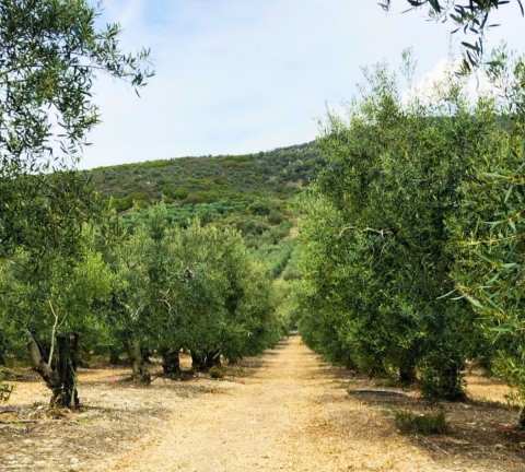 &Epsilon;&lambda;&iota;έ&sigmaf; &Chi;&alpha;&lambda;&kappa;&iota;&delta;&iota;&kappa;ή&sigmaf;: &laquo;&Beta;&omicron;&upsilon;&tau;&iota;ά&raquo; 50% &sigma;&tau;&eta;&nu; &pi;&alpha;&rho;&alpha;&gamma;&omega;&gamma;ή &kappa;&alpha;&iota; 60 &lambda;&epsilon;&pi;&tau;ά &kappa;ά&tau;&omega; &eta; &tau;&iota;&mu;ή!