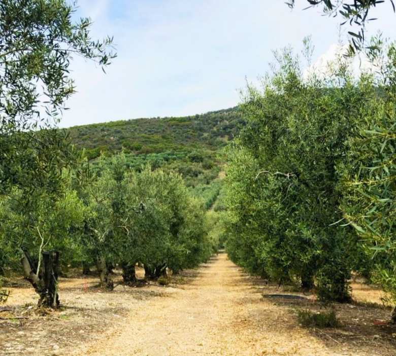 &Epsilon;&lambda;&iota;έ&sigmaf; &Chi;&alpha;&lambda;&kappa;&iota;&delta;&iota;&kappa;ή&sigmaf;: &laquo;&Beta;&omicron;&upsilon;&tau;&iota;ά&raquo; 50% &sigma;&tau;&eta;&nu; &pi;&alpha;&rho;&alpha;&gamma;&omega;&gamma;ή &kappa;&alpha;&iota; 60 &lambda;&epsilon;&pi;&tau;ά &kappa;ά&tau;&omega; &eta; &tau;&iota;&mu;ή!