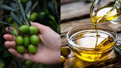 &Pi;&alpha;&rho;έ&mu;&beta;&alpha;&sigma;&eta; &tau;&eta;&sigmaf; &Epsilon;&pi;&iota;&tau;&rho;&omicron;&pi;ή&sigmaf; &Alpha;&nu;&tau;&alpha;&gamma;&omega;&nu;&iota;&sigma;&mu;&omicron;ύ &gamma;&iota;&alpha; &tau;&iota;&sigmaf; &tau;&iota;&mu;έ&sigmaf; &sigma;&tau;&omicron; &rho;ά&phi;&iota; &zeta;&eta;&tau;&omicron;ύ&nu; &omicron;&iota; &epsilon;&lambda;&alpha;&iota;&omicron;&pi;&alpha;&rho;&alpha;&gamma;&omega;&gamma;&omicron;ί &tau;&eta;&sigmaf; &Kappa;&rho;ή&tau;&eta;&sigmaf;