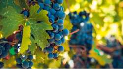 &Gamma;&epsilon;&omega;&rho;&gamma;&iota;&kappa;έ&sigmaf; &pi;&rho;&omicron;&epsilon;&iota;&delta;&omicron;&pi;&omicron;&iota;ή&sigma;&epsilon;&iota;&sigmaf; &gamma;&iota;&alpha; &tau;&omicron; &Alpha;&mu;&pi;έ&lambda;&iota;