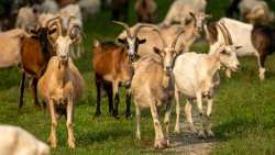 &Beta;&rho;&alpha;&beta;&epsilon;ί&alpha;, bonus, &alpha;&nu;&alpha;&pi;&omicron;&tau;&epsilon;&lambda;&epsilon;&sigma;&mu;&alpha;&tau;&iota;&kappa;ό&tau;&eta;&tau;&alpha; &hellip; &Delta;&eta;&mu;ό&sigma;&iota;&alpha;&sigmaf; &Delta;&iota;&omicron;ί&kappa;&eta;&sigma;&eta;&sigmaf;