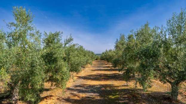 &Alpha;&gamma;&rho;&omicron;&tau;&iota;&kappa;ά &nu;έ&alpha; &kappa;&alpha;&iota; &epsilon;&iota;&delta;ή&sigma;&epsilon;&iota;&sigmaf; IMATHIOTIKIGI.GR - &Epsilon;&lambda;&alpha;&iota;&omicron;&kappa;&omicron;&mu;&iota;&kappa;ό &Mu;&eta;&tau;&rho;ώ&omicron;: &Tau;&iota; &iota;&sigma;&chi;ύ&epsilon;&iota; &gamma;&iota;&alpha; &tau;&iota;&sigmaf; &delta;&eta;&lambda;ώ&sigma;&epsilon;&iota;&sigmaf; &sigma;&upsilon;&gamma;&kappa;&omicron;&mu;&iota;&delta;ή&sigmaf;