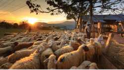 &Tau;&omega;&nu; &kappa;&tau;&eta;&nu;&omicron;&tau;&rho;ό&phi;&omega;&nu; &tau;&alpha; &pi;&alpha;&iota;&delta;&iota;ά &pi;&rho;&iota;&nu; &pi;&epsilon;&iota;&nu;ά&sigma;&omicron;&upsilon;&nu;