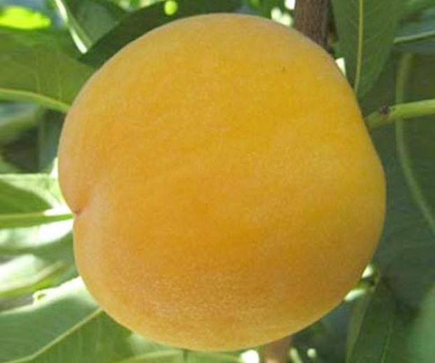 &Beta;&epsilon;&lambda;&tau;&iota;ώ&nu;&omicron;&nu;&tau;&alpha;&sigmaf; &tau;&eta;&nu; &kappa;&alpha;&lambda;&lambda;&iota;έ&rho;&gamma;&epsilon;&iota;&alpha; &tau;&eta;&sigmaf; &rho;&omicron;&delta;&alpha;&kappa;&iota;&nu;&iota;ά&sigmaf;