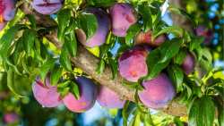 &Omicron;&delta;&eta;&gamma;ί&epsilon;&sigmaf; &alpha;&nu;&tau;&iota;&mu;&epsilon;&tau;ώ&pi;&iota;&sigma;&eta;&sigmaf; &tau;&eta;&sigmaf; &kappa;&alpha;&rho;&pi;ό&kappa;&alpha;&psi;&alpha;&sigmaf; &sigma;&tau;&eta; &delta;&alpha;&mu;&alpha;&sigma;&kappa;&eta;&nu;&iota;ά