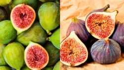 &Sigma;ύ&kappa;&alpha;: &Pi;&eta;&gamma;ή &beta;&iota;&tau;&alpha;&mu;&iota;&nu;ώ&nu;, &mu;&epsilon;&tau;ά&lambda;&lambda;&omega;&nu; &kappa;&alpha;&iota; &alpha;&pi;ό&lambda;&alpha;&upsilon;&sigma;&eta;&sigmaf;