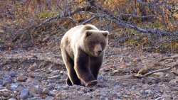 &Alpha;&pi;ό &theta;&alpha;ύ&mu;&alpha; &sigma;ώ&theta;&eta;&kappa;&epsilon; ά&nu;&delta;&rho;&alpha;&sigmaf; &pi;&omicron;&upsilon; &delta;έ&chi;&tau;&eta;&kappa;&epsilon; &epsilon;&pi;ί&theta;&epsilon;&sigma;&eta; &alpha;&pi;ό &alpha;&rho;&kappa;&omicron;ύ&delta;&alpha; &sigma;&tau;&eta;&nu; Ά&rho;&tau;&alpha;