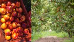 &Alpha;&kappa;&alpha;&rho;&pi;ί&alpha; &kappa;&alpha;&iota; &mu;&iota;&kappa;&rho;&omicron;&kappa;&alpha;&rho;&pi;ί&alpha; &lambda;ό&gamma;&omega; &kappa;&alpha;ύ&sigma;&omega;&nu;&alpha; &epsilon;&pi;&eta;&rho;&epsilon;ά&zeta;&omicron;&upsilon;&nu; &tau;&eta;&nu; &pi;&alpha;&rho;&alpha;&gamma;&omega;&gamma;ή &sigma;&epsilon; &rho;&omicron;&delta;ά&kappa;&iota;&nu;&alpha; &kappa;&alpha;&iota; &nu;&epsilon;&kappa;&tau;&alpha;&rho;ί&nu;&iota;&alpha; &sigma;&tau;&omicron; &Beta;&epsilon;&lambda;&beta;&epsilon;&nu;&tau;ό