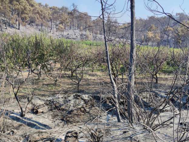 &Rho;ό&delta;&omicron;&sigmaf;: &Tau;&omicron; &sigma;&chi;έ&delta;&iota;&omicron; &delta;&rho;ά&sigma;&eta;&sigmaf; &tau;&omicron;&upsilon; &Upsilon;&Pi;&Alpha;&Alpha;&Tau; &gamma;&iota;&alpha; &tau;&iota;&sigmaf; &upsilon;&pi;&omicron;&delta;&omicron;&mu;έ&sigmaf; &pi;&omicron;&upsilon; &epsilon;&pi;&lambda;ή&gamma;&eta;&sigma;&alpha;&nu; &alpha;&pi;ό &tau;&eta;&nu; &pi;&upsilon;&rho;&kappa;&alpha;&gamma;&iota;ά