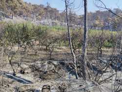 &Rho;ό&delta;&omicron;&sigmaf;: &Tau;&omicron; &sigma;&chi;έ&delta;&iota;&omicron; &delta;&rho;ά&sigma;&eta;&sigmaf; &tau;&omicron;&upsilon; &Upsilon;&Pi;&Alpha;&Alpha;&Tau; &gamma;&iota;&alpha; &tau;&iota;&sigmaf; &upsilon;&pi;&omicron;&delta;&omicron;&mu;έ&sigmaf; &pi;&omicron;&upsilon; &epsilon;&pi;&lambda;ή&gamma;&eta;&sigma;&alpha;&nu; &alpha;&pi;ό &tau;&eta;&nu; &pi;&upsilon;&rho;&kappa;&alpha;&gamma;&iota;ά