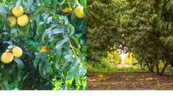 &Pi;&omega;&lambda;&epsilon;ί&tau;&alpha;&iota; &chi;&omega;&rho;ά&phi;&iota; 12 &sigma;&tau;&rho;έ&mu;&mu;&alpha;&tau;&alpha; &mu;&epsilon; &delta;έ&nu;&tau;&rho;&alpha; (4 &kappa;&alpha;&iota; 8 &epsilon;&tau;ώ&nu;)