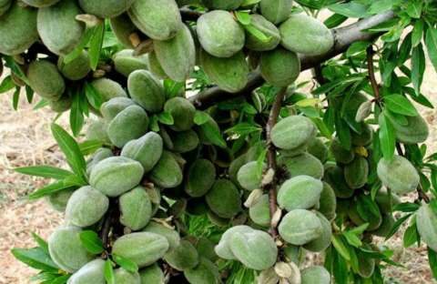 &Kappa;&alpha;&lambda;&lambda;&iota;&epsilon;&rho;&gamma;&epsilon;ί&sigmaf; ή &sigma;&kappa;έ&phi;&tau;&epsilon;&sigma;&alpha;&iota; &nu;&alpha; &kappa;&alpha;&lambda;&lambda;&iota;&epsilon;&rho;&gamma;ή&sigma;&epsilon;&iota;&sigmaf; &alpha;&mu;ύ&gamma;&delta;&alpha;&lambda;&alpha;?