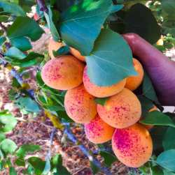 &Omicron;&delta;&eta;&gamma;ί&alpha; &psi;&epsilon;&kappa;&alpha;&sigma;&mu;&omicron;ύ &gamma;&iota;&alpha; &tau;&eta;&nu; &beta;&epsilon;&rho;&iota;&kappa;&omicron;&kappa;&iota;ά