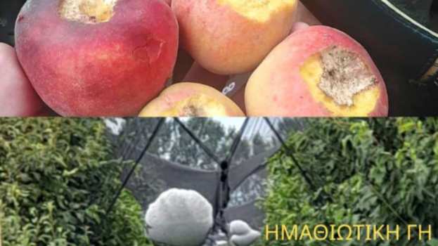 &Sigma;&phi;&omicron;&delta;&rho;ή &chi;&alpha;&lambda;&alpha;&zeta;ό&pi;&tau;&omega;&sigma;&eta; &kappa;&alpha;&tau;έ&sigma;&tau;&rho;&epsilon;&psi;&epsilon; &kappa;&alpha;&lambda;&lambda;&iota;έ&rho;&gamma;&epsilon;&iota;&epsilon;&sigmaf; &sigma;&tau;&eta;&nu; &Eta;&mu;&alpha;&theta;ί&alpha; - &Sigma;&epsilon; &alpha;&pi;ό&gamma;&nu;&omega;&sigma;&eta; &omicron;&iota; &pi;&alpha;&rho;&alpha;&gamma;&omega;&gamma;&omicron;ί (&Beta;ί&nu;&tau;&epsilon;&omicron;)