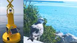 &Delta;ή&mu;&omicron;&sigmaf; &Kappa;&alpha;&beta;ά&lambda;&alpha;&sigmaf;: &Epsilon;&gamma;&kappa;&alpha;&tau;ά&sigma;&tau;&alpha;&sigma;&eta; &sigma;&upsilon;&sigma;&tau;ή&mu;&alpha;&tau;&omicron;&sigmaf; &pi;&alpha;&rho;&alpha;&kappa;&omicron;&lambda;&omicron;ύ&theta;&eta;&sigma;&eta;&sigmaf; &tau;&eta;&sigmaf; &pi;&alpha;&rho;ά&kappa;&tau;&iota;&alpha;&sigmaf; &zeta;ώ&nu;&eta;&sigmaf;