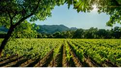 &Kappa;&Epsilon;&Omicron;&Sigma;&Omicron;&Epsilon;: &Delta;&upsilon;&sigma;&kappa;&omicron;&lambda;ί&epsilon;&sigmaf; &kappa;&alpha;&iota; &epsilon;&kappa;&rho;&iota;&zeta;ώ&sigma;&epsilon;&iota;&sigmaf; &gamma;&iota;&alpha; &tau;&omicron;&nu; &alpha;&mu;&pi;&epsilon;&lambda;ώ&nu;&alpha; &tau;&eta;&sigmaf; &Chi;&iota;&lambda;ή&sigmaf;