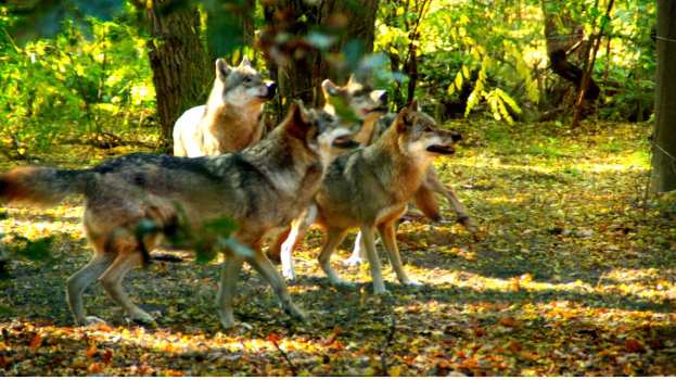 &Alpha;&nu;&eta;&sigma;&upsilon;&chi;ί&alpha; &kappa;&alpha;&iota; &phi;ό&beta;&omicron; &sigma;&pi;έ&rho;&nu;&epsilon;&iota; &alpha;&gamma;έ&lambda;&eta; &lambda;ύ&kappa;&omega;&nu; &sigma;&epsilon; &chi;&omega;&rho;&iota;ά &tau;&eta;&sigmaf; &Eta;&mu;&alpha;&theta;ί&alpha;&sigmaf;