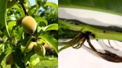 &Alpha;&nu;&tau;&iota;&mu;&epsilon;&tau;ώ&pi;&iota;&sigma;&eta; &sigma;&eta;&mu;&alpha;&nu;&tau;&iota;&kappa;ό&tau;&epsilon;&rho;&omega;&nu; &epsilon;&chi;&theta;&rho;ώ&nu; &sigma;&tau;&alpha; &Pi;&upsilon;&rho;&eta;&nu;ό&kappa;&alpha;&rho;&pi;&alpha;