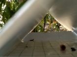 &Alpha;&nu;&alpha;&kappa;&omicron;ί&nu;&omega;&sigma;&eta; &sigma;&chi;&epsilon;&tau;&iota;&kappa;ά &mu;&epsilon; &tau;&eta;&nu; &Upsilon;&pi;&omicron;&beta;&omicron;&lambda;ή &Pi;&alpha;&rho;&alpha;&sigma;&tau;&alpha;&tau;&iota;&kappa;ώ&nu; &gamma;&iota;&alpha; &tau;&omicron; "&Kappa;&omicron;&mu;&phi;&omicron;ύ&zeta;&iota;&omicron;"