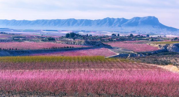 &Alpha;&phi;&iota;έ&rho;&omega;&mu;&alpha;: &Eta; Cieza &sigma;&epsilon; &pi;&lambda;ή&rho;&eta; &alpha;&nu;&theta;&omicron;&phi;&omicron;&rho;ί&alpha;