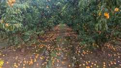 &Epsilon;&Theta;&Epsilon;&Alpha;&Sigma; &pi;&rho;&omicron;&sigmaf; &Upsilon;&Pi;&Alpha;&Alpha;&Tau;: Ή&rho;&theta;&epsilon; &eta; ώ&rho;&alpha; &nu;&alpha; &epsilon;&phi;&alpha;&rho;&mu;&omicron;&sigma;&tau;&epsilon;ί &omicron; &nu;ό&mu;&omicron;&sigmaf; &kappa;&alpha;&iota; &nu;&alpha; &alpha;&pi;&omicron;&zeta;&eta;&mu;&iota;&omega;&theta;&omicron;ύ&nu; &omicron;&iota; &zeta;&eta;&mu;&iota;έ&sigmaf; &alpha;&pi;ό &kappa;&alpha;&rho;&pi;ό&pi;&tau;&omega;&sigma;&eta; &pi;&omicron;&upsilon; &pi;&rho;&omicron;&kappa;ά&lambda;&epsilon;&sigma;&alpha;&nu; &omicron;&iota; ά&kappa;&alpha;&iota;&rho;&epsilon;&sigmaf; &beta;&rho;&omicron;&chi;&omicron;&pi;&tau;ώ&sigma;&epsilon;&iota;&sigmaf;