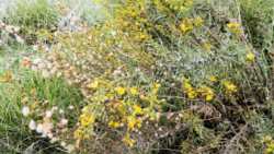 &Alpha;&upsilon;&tau;ό &epsilon;ί&nu;&alpha;&iota; &tau;&omicron; &phi;&upsilon;&sigma;&iota;&kappa;ό &epsilon;&nu;&tau;&omicron;&mu;&omicron;&kappa;&tau;ό&nu;&omicron; , &phi;&upsilon;&tau;&omicron;&pi;&rho;&omicron;&sigma;&tau;&alpha;&tau;&epsilon;&upsilon;&tau;&iota;&kappa;ό