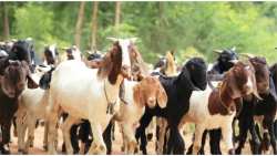 &Sigma;&pi;ά&nu;&iota;&epsilon;&sigmaf; &Phi;&upsilon;&lambda;έ&sigmaf; &alpha;&gamma;&rho;&omicron;&tau;&iota;&kappa;ώ&nu; &zeta;ώ&omega;&nu;: &Pi;&omicron;&iota;&epsilon;&sigmaf; &omicron;&iota; &pi;&alpha;&rho;&epsilon;&mu;&beta;ά&sigma;&epsilon;&iota;&sigmaf; &tau;&omicron;&upsilon; &Upsilon;&Pi;&Alpha;&Alpha;&Tau; &kappa;&alpha;&iota; &pi;&omicron;&iota;&alpha; &tau;&alpha; &pi;&omicron;&sigma;ά &epsilon;&nu;&iota;&sigma;&chi;ύ&sigma;&epsilon;&omega;&nu;