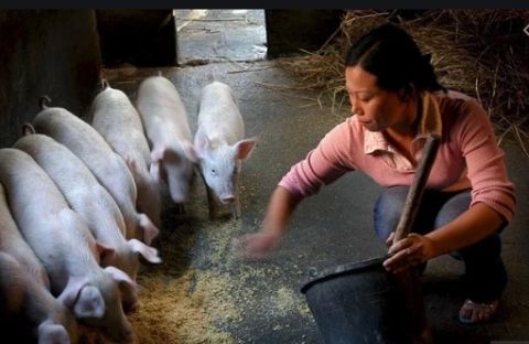 &Tau;&omicron; &upsilon;&pi;&omicron;&upsilon;&rho;&gamma;&epsilon;ί&omicron; &gamma;&epsilon;&omega;&rho;&gamma;ί&alpha;&sigmaf; &tau;&eta;&sigmaf; &Kappa;&iota;&nu;&alpha;&sigmaf; &kappa;&alpha;&tau;&alpha;&beta;ά&lambda;&epsilon;&iota; &pi;&rho;&omicron;&sigma;&pi;ά&theta;&epsilon;&iota;&epsilon;&sigmaf; &gamma;&iota;&alpha; &tau;&eta;&nu; &alpha;&pi;&omicron;&kappa;&alpha;&tau;ά&sigma;&tau;&alpha;&sigma;&eta; &tau;&eta;&sigmaf; &pi;&alpha;&rho;&alpha;&gamma;&omega;&gamma;ή&sigmaf; &chi;&omicron;ί&rho;&omega;&nu;