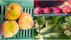 &Beta;ή&mu;&alpha;-&beta;ή&mu;&alpha; &eta; &delta;&iota;&alpha;&delta;&iota;&kappa;&alpha;&sigma;ί&alpha; &gamma;&iota;&alpha; &tau;&eta;&nu; &upsilon;&pi;&omicron;&beta;&omicron;&lambda;ή &delta;ή&lambda;&omega;&sigma;&eta;&sigmaf; &tau;&omega;&nu; &pi;&rho;&omicron;&beta;&lambda;&eta;&mu;ά&tau;&omega;&nu; &alpha;&sigma;&theta;έ&nu;&epsilon;&iota;&alpha;&sigmaf; &pi;&alpha;&rho;&alpha;&mu;ό&rho;&phi;&omega;&sigma;&eta;&sigmaf; &tau;&omega;&nu; &kappa;&alpha;&rho;&pi;ώ&nu;