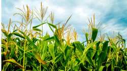 &Delta;&iota;&epsilon;&upsilon;&kappa;&rho;&iota;&nu;ί&sigma;&epsilon;&iota;&sigmaf; &alpha;&pi;ό &tau;&omicron; &Upsilon;&Pi;&Alpha;&Alpha;&Tau; &gamma;&iota;&alpha; &sigma;&upsilon;&nu;&delta;&epsilon;&delta;&epsilon;&mu;έ&nu;&epsilon;&sigmaf; &epsilon;&nu;&iota;&sigma;&chi;ύ&sigma;&epsilon;&iota;&sigmaf; &kappa;&tau;&eta;&nu;&omicron;&tau;&rho;&omicron;&phi;&iota;&kappa;ώ&nu; &phi;&upsilon;&tau;ώ&nu;