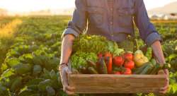 &Pi;&rho;ό&gamma;&rho;&alpha;&mu;&mu;&alpha; &Nu;έ&omega;&nu; &Alpha;&gamma;&rho;&omicron;&tau;ώ&nu; : &Alpha;&nu;&alpha;&kappa;&alpha;&tau;&alpha;&nu;&omicron;&mu;ή &tau;&omega;&nu; &pi;ό&rho;&omega;&nu; &alpha;&nu;ά &Pi;&epsilon;&rho;&iota;&phi;έ&rho;&epsilon;&iota;&alpha;