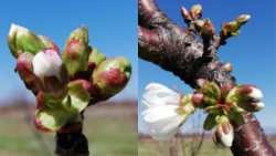 &Gamma;&epsilon;&omega;&rho;&gamma;&iota;&kappa;έ&sigmaf; &pi;&rho;&omicron;&epsilon;&iota;&delta;&omicron;&pi;&omicron;&iota;ή&sigma;&epsilon;&iota;&sigmaf; &gamma;&iota;&alpha; &tau;&alpha; &kappa;&epsilon;&rho;ά&sigma;&iota;&alpha;