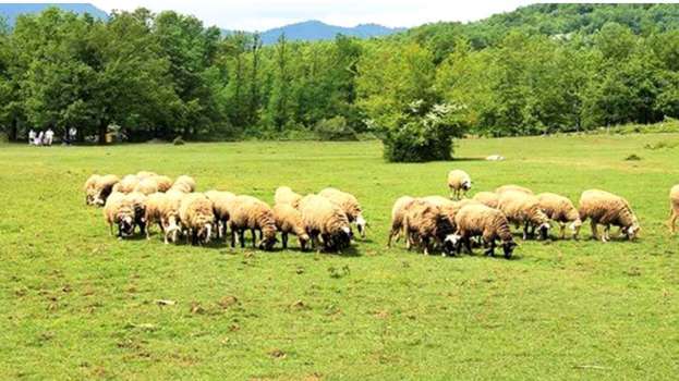 &Sigma;&tau;. &Alpha;&rho;&alpha;&chi;&omega;&beta;ί&tau;&eta;&sigmaf;, &Omicron;&lambda;. &Tau;&epsilon;&lambda;&iota;&gamma;&iota;&omicron;&rho;ί&delta;&omicron;&upsilon;: &Epsilon;&beta;&delta;&omicron;&mu;ά&delta;&alpha; &tau;&omega;&nu; &Pi;&alpha;&theta;ώ&nu; &gamma;&iota;&alpha; &kappa;&tau;&eta;&nu;&omicron;&tau;&rho;ό&phi;&omicron;&upsilon;&sigmaf; &kappa;&alpha;&iota; &pi;&upsilon;&rho;ό&pi;&lambda;&eta;&kappa;&tau;&omicron;&upsilon;&sigmaf; &alpha;&gamma;&rho;ό&tau;&epsilon;&sigmaf;