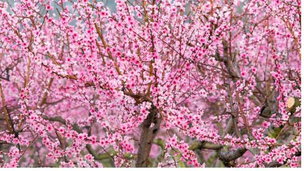 &Kappa;&omicron;&iota;&nu;&omicron;&pi;&omicron;ί&eta;&sigma;&eta; &Pi;&omicron;&rho;&iota;&sigma;&mu;ά&tau;&omega;&nu; &Epsilon;&Lambda;.&Gamma;.&Alpha;. &tau;&eta;&sigmaf; &Kappa;&omicron;&iota;&nu;ό&tau;&eta;&tau;&alpha;&sigmaf; &Delta;&Iota;&Alpha;&Beta;&Alpha;&Tau;&Omicron;&Upsilon; &alpha;&pi;ό &tau;&omicron; &Pi;&Alpha;&Gamma;&Epsilon;&Tau;&Omicron; &tau;&eta;&sigmaf; 30/3/2023