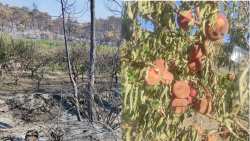 Έ&gamma;&iota;&nu;&alpha;&nu; &sigma;&tau;ά&chi;&tau;&eta; &omicron;&iota; &rho;&omicron;&delta;&alpha;&kappa;&iota;&nu;&iota;έ&sigmaf; &kappa;&alpha;&iota; &nu;&epsilon;&kappa;&tau;&alpha;&rho;&iota;&nu;&iota;έ&sigmaf; &sigma;&tau;&omicron;&nu; Έ&mu;&pi;&omega;&nu;&alpha; &Rho;ό&delta;&omicron;&upsilon; (&Phi;&omega;&tau;&omicron;&gamma;&rho;&alpha;&phi;ί&epsilon;&sigmaf;-&Beta;ί&nu;&tau;&epsilon;&omicron;)