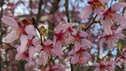 &Kappa;&lambda;ά&delta;&epsilon;&mu;&alpha;: &Tau;&rho;&alpha;ύ&mu;&alpha;&tau;&alpha; &sigma;&tau;&omicron; &xi;ύ&lambda;&omicron; &kappa;&alpha;&iota; &epsilon;&pi;&omicron;&upsilon;&lambda;ώ&sigma;&epsilon;&iota;&sigmaf;