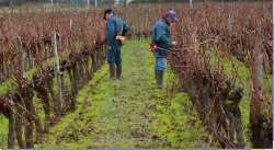 &Kappa;&lambda;ά&delta;&epsilon;&mu;&alpha; &kappa;&alpha;&rho;&pi;&omicron;&phi;&omicron;&rho;ί&alpha;&sigmaf; &kappa;&alpha;&iota; &alpha;&nu;&alpha;&nu;έ&omega;&sigma;&eta;&sigmaf;