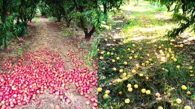 Έ&nu;&tau;&alpha;&xi;&eta; &tau;&omega;&nu; &zeta;&eta;&mu;&iota;ώ&nu; &alpha;&pi;ό &beta;&rho;&omicron;&chi;&omicron;&pi;&tau;ώ&sigma;&epsilon;&iota;&sigmaf; &sigma;&epsilon; &rho;&omicron;&delta;ά&kappa;&iota;&nu;&alpha; &amp; &nu;&epsilon;&kappa;&tau;&alpha;&rho;ί&nu;&iota;&alpha; &sigma;&tau;&omicron;&nu; &kappa;&alpha;&nu;&omicron;&nu;&iota;&sigma;&mu;ό &Epsilon;&Lambda;&Gamma;&Alpha; - &Sigma;&upsilon;&gamma;&kappa;έ&nu;&tau;&rho;&omega;&sigma;&eta; &sigma;&upsilon;&nu;&epsilon;&tau;&alpha;&iota;&rho;&iota;&sigma;&tau;&iota;&kappa;ώ&nu; &omicron;&rho;&gamma;&alpha;&nu;ώ&sigma;&epsilon;&omega;&nu; &sigma;&tau;&eta; &Beta;έ&rho;&omicron;&iota;&alpha;
