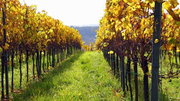 &Alpha;&mu;&pi;έ&lambda;&iota;&alpha;: &Kappa;&lambda;ά&delta;&epsilon;&mu;&alpha; &kappa;&alpha;&rho;&pi;&omicron;&phi;&omicron;&rho;ί&alpha;&sigmaf; &kappa;&alpha;&iota; &sigma;&chi;ή&mu;&alpha;&tau;&alpha; &delta;&iota;&alpha;&mu;ό&rho;&phi;&omega;&sigma;&eta;&sigmaf;