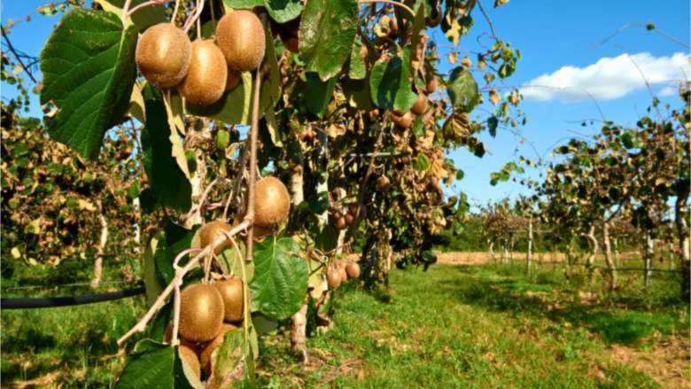 &Gamma;&epsilon;&omega;&rho;&gamma;&iota;&kappa;έ&sigmaf; &pi;&rho;&omicron;&epsilon;&iota;&delta;&omicron;&pi;&omicron;&iota;ή&sigma;&epsilon;&iota;&sigmaf; &gamma;&iota;&alpha; &tau;&eta;&nu; &Alpha;&kappa;&tau;&iota;&nu;&iota;&delta;&iota;ά | &Alpha;&gamma;&rho;&omicron;&tau;&iota;&kappa;ά &nu;έ&alpha; IMATHIOTIKIGI.GR