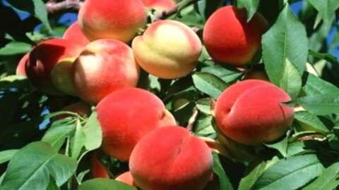 &Mu;έ&tau;&rho;&alpha; &gamma;&iota;&alpha; &tau;&omicron;&nu; &pi;&alpha;&gamma;&epsilon;&tau;ό &kappa;&alpha;&iota; &theta;&epsilon;&rho;&mu;&omicron;&kappa;&rho;&alpha;&sigma;ί&epsilon;&sigmaf; &pi;&omicron;&upsilon; &upsilon;&phi;ί&sigma;&tau;&alpha;&nu;&tau;&alpha;&iota; &zeta;&eta;&mu;&iota;ά, &omicron;&phi;&theta;&alpha;&lambda;&mu;&omicron;ί &kappa;&alpha;&iota; ά&nu;&theta;&eta;