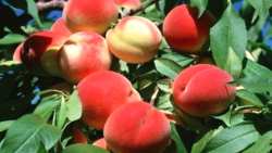 &Mu;έ&tau;&rho;&alpha; &gamma;&iota;&alpha; &tau;&omicron;&nu; &pi;&alpha;&gamma;&epsilon;&tau;ό &kappa;&alpha;&iota; &theta;&epsilon;&rho;&mu;&omicron;&kappa;&rho;&alpha;&sigma;ί&epsilon;&sigmaf; &pi;&omicron;&upsilon; &upsilon;&phi;ί&sigma;&tau;&alpha;&nu;&tau;&alpha;&iota; &zeta;&eta;&mu;&iota;ά, &omicron;&phi;&theta;&alpha;&lambda;&mu;&omicron;ί &kappa;&alpha;&iota; ά&nu;&theta;&eta;