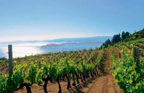 &Gamma;ά&lambda;&lambda;&omicron;&iota; &alpha;&mu;&pi;&epsilon;&lambda;&omicron;&upsilon;&rho;&gamma;&omicron;ί: &laquo;&Kappa;ύ&rho;&iota;&epsilon; &Upsilon;&pi;&omicron;&upsilon;&rho;&gamma;έ, &chi;&rho;&epsilon;&iota;ά&zeta;&omicron;&nu;&tau;&alpha;&iota; 100 &mu;&epsilon; 150 &epsilon;&kappa;&alpha;&tau;&omicron;&mu;&mu;ύ&rho;&iota;&alpha; &euro; &gamma;&iota;&alpha; &nu;&alpha; &xi;&epsilon;&rho;&iota;&zeta;&omega;&theta;&omicron;ύ&nu; &epsilon;&pi;&epsilon;&iota;&gamma;ό&nu;&tau;&omega;&sigmaf; &alpha;&mu;&pi;έ&lambda;&iota;&alpha; &sigma;&tau;&omicron; &Mu;&pi;&omicron;&rho;&nu;&tau;ό&raquo;