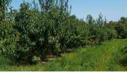 &Beta;&iota;&omicron;&lambda;&omicron;&gamma;&iota;&kappa;έ&sigmaf; &kappa;&alpha;&lambda;&lambda;&iota;έ&rho;&gamma;&epsilon;&iota;&epsilon;&sigmaf;: &Tau;&iota; &pi;&rho;έ&pi;&epsilon;&iota; &nu;&alpha; &gamma;&nu;&omega;&rho;ί&zeta;&epsilon;&iota; έ&nu;&alpha;&sigmaf; &omicron;&rho;&gamma;&alpha;&nu;&iota;&kappa;ό&sigmaf; &kappa;&alpha;&lambda;&lambda;&iota;&epsilon;&rho;&gamma;&eta;&tau;ή&sigmaf;