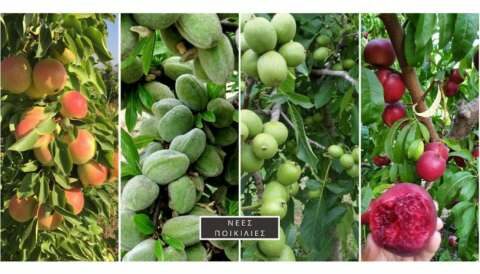 Feijoa, super foods &kappa;&alpha;&iota; Bamboo &pi;&rho;&omega;&tau;&omicron;&pi;ό&rho;&epsilon;&sigmaf; &epsilon;&pi;&iota;&lambda;&omicron;&gamma;έ&sigmaf; &gamma;&iota;&alpha; &alpha;&lambda;&lambda;&alpha;&gamma;ή &delta;&epsilon;&nu;&delta;&rho;&omicron;&kappa;&omicron;&mu;&iota;&kappa;ή&sigmaf; &kappa;&alpha;&lambda;&lambda;&iota;έ&rho;&gamma;&epsilon;&iota;&alpha;&sigmaf;