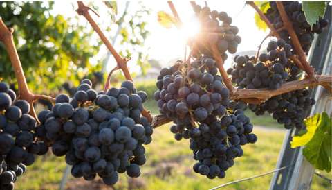 &Epsilon;&chi;&theta;&rho;&omicron;ί &kappa;&alpha;&iota; &Alpha;&sigma;&theta;έ&nu;&epsilon;&iota;&epsilon;&sigmaf; &tau;&omicron;&upsilon; &Alpha;&mu;&pi;&epsilon;&lambda;&iota;&omicron;ύ - &Gamma;&epsilon;&omega;&rho;&gamma;&iota;&kappa;έ&sigmaf; &pi;&rho;&omicron;&epsilon;&iota;&delta;&omicron;&pi;&omicron;&iota;ή&sigma;&epsilon;&iota;&sigmaf;