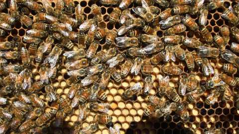 &Sigma;ύ&nu;&theta;&epsilon;&sigma;&eta; &nu;έ&omicron;&upsilon; &Delta;&Sigma; &tau;&omicron;&upsilon; &Sigma;&omega;&mu;&alpha;&tau;&epsilon;ί&omicron;&upsilon; &laquo;&Kappa;&omicron;&iota;&nu;ό&tau;&eta;&tau;&alpha; &Beta;&iota;&omicron;&lambda;&omicron;&gamma;&iota;&kappa;ή&sigmaf; &Mu;&epsilon;&lambda;&iota;&sigma;&sigma;&omicron;&kappa;&omicron;&mu;ί&alpha;&sigmaf;&raquo;