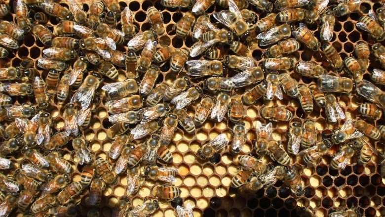 &Sigma;ύ&nu;&theta;&epsilon;&sigma;&eta; &nu;έ&omicron;&upsilon; &Delta;&Sigma; &tau;&omicron;&upsilon; &Sigma;&omega;&mu;&alpha;&tau;&epsilon;ί&omicron;&upsilon; &laquo;&Kappa;&omicron;&iota;&nu;ό&tau;&eta;&tau;&alpha; &Beta;&iota;&omicron;&lambda;&omicron;&gamma;&iota;&kappa;ή&sigmaf; &Mu;&epsilon;&lambda;&iota;&sigma;&sigma;&omicron;&kappa;&omicron;&mu;ί&alpha;&sigmaf;&raquo;